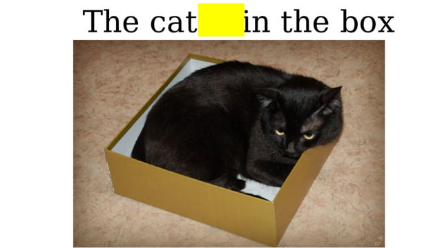 The cat is in the box 