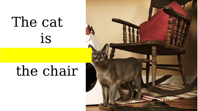 The cat is in front of  the chair 