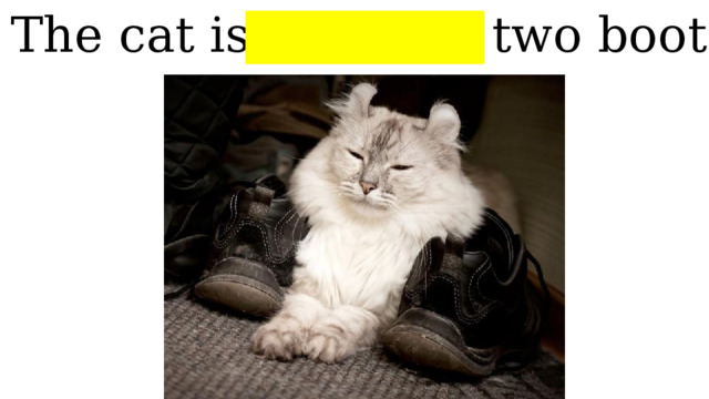 The cat is between two boots 