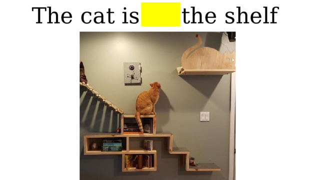 The cat is on the shelf 