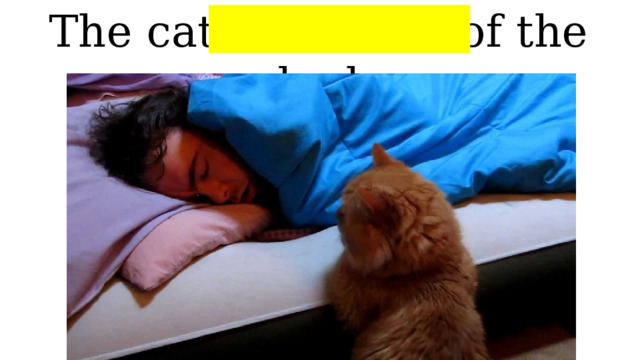 The cat is in front of the bed 