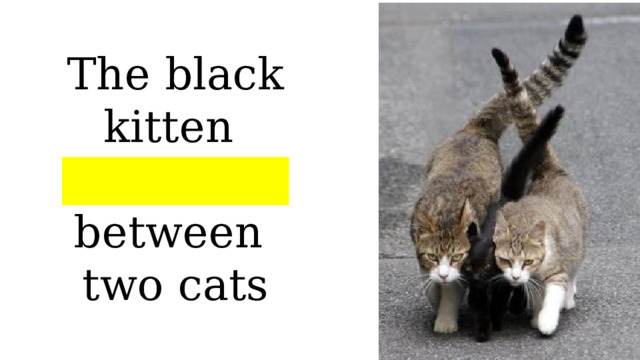 The black kitten is between two cats 