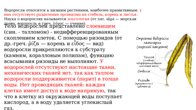 Водоросли относятся к низшим растениям, наиболее примитивным: у них отсутствует разделение организма на стебель, корень и листья. Наука о водорослях называется альгология (от лат. alga — морская трава, водоросль и греч. λόγος — учение). Тело водорослей представлено слоевищем (син. - талломом) - недифференцированным скоплением клеток. С помощью ризоидов (от др.-греч. ῥίζα — корень и εἶδος — вид) водоросли прикрепляются к субстрату (камням, коралловым полипам), функцию всасывания ризоиды не выполняют. У водорослей отсутствуют настоящие ткани, механических тканей нет, так как таллом водоросли поддерживается (парит) в толще воды. Нет проводящих тканей: каждая клетка имеет доступ к воде напрямую , так что в клетку из окружающей воды поступает кислород, а в воду удаляется углекислый газ. 