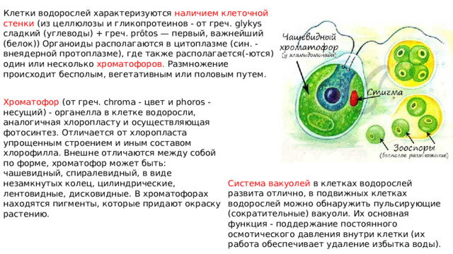 Система вакуолей в клетках водорослей развита отлично, в подвижных клетках водорослей можно обнаружить пульсирующие (сократительные) вакуоли. Их основная функция - поддержание постоянного осмотического давления внутри клетки (их работа обеспечивает удаление избытка воды). Клетки водорослей характеризуются наличием клеточной стенки (из целлюлозы и гликопротеинов - от греч. glykys сладкий (углеводы) + греч. prōtos — первый, важнейший (белок)) Органоиды располагаются в цитоплазме (син. - внеядерной протоплазме), где также располагается(-ются) один или несколько хроматофоров. Размножение происходит бесполым, вегетативным или половым путем. Хроматофор (от греч. chroma - цвет и phoros - несущий) - органелла в клетке водоросли, аналогичная хлоропласту и осуществляющая фотосинтез. Отличается от хлоропласта упрощенным строением и иным составом хлорофилла. Внешне отличаются между собой по форме, хроматофор может быть: чашевидный, спиралевидный, в виде незамкнутых колец, цилиндрические, лентовидные, дисковидные. В хроматофорах находятся пигменты, которые придают окраску растению. 