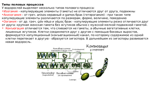 Типы половых процессов У водорослей выделяют несколько типов полового процесса: Изогамия - копулирующие элементы (гаметы) не отличаются друг от друга, подвижны Анизогамия - от греч. anisos неравный и gamos брак (гетерогамия) - при таком типе копулирующие элементы различаются по размерам, форме, величине, поведению Оогамия - от др. греч. ᾠόν яйцо и γάμος брак - копулирующие элементы резко отличаются друг от друга: крупная женская гамета без жгутиков обычно с мужской мелкой подвижной гаметой. Конъюгация отличается тем, что сливаются не гаметы, а обычные вегетативные клетки, лишенные жгутиков. Клетки соединяются друг с другом с помощью боковых выростов, формируется копуляционный (конъюгационный) канал, по которому содержимое из одной клетки перетекает в другую - образуется зигоспора. В дальнейшем из зигоспоры развивается новая водоросль. 