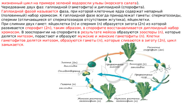 жизненный цикл на примере зеленой водоросли ульвы (морского салата ). Чередование двух фаз: гаплоидной (гаметофита) и диплоидной (спорофита). Гаплоидной фазой называется фаза, при которой клеточные ядра содержат непарный (половинный) набор хромосом. К гаплоидной фазе всегда принадлежат гаметы: сперматозоиды, спермии (отличающиеся от сперматозоидов отсутствием жгутика), яйцеклетки. При слиянии двух гамет: яйцеклетки (n) и спермия (n) образуется зигота (2n) из которой развивается спорофит (2n), таким образом, в спорофите восстанавливается диплоидный набор хромосом . В зооспорангии на спорофите в результате мейоза образуются зооспоры (n), которые делятся митозом , порастают и образуют мужские и женские гаметофиты (n). Клетки гаметофитов делятся митозом, образуются гаметы (n), которые сливаются в зиготу (2n), цикл замыкается. 