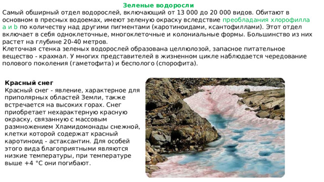 Зеленые водоросли Самый обширный отдел водорослей, включающий от 13 000 до 20 000 видов. Обитают в основном в пресных водоемах, имеют зеленую окраску вследствие преобладания хлорофилла a и b по количеству над другими пигментами (каротиноидами, ксантофиллами). Этот отдел включает в себя одноклеточные, многоклеточные и колониальные формы. Большинство из них растет на глубине 20-40 метров. Клеточная стенка зеленых водорослей образована целлюлозой, запасное питательное вещество - крахмал. У многих представителей в жизненном цикле наблюдается чередование полового поколения (гаметофита) и бесполого (спорофита). Красный снег Красный снег - явление, характерное для приполярных областей Земли, также встречается на высоких горах. Снег приобретает нехарактерную красную окраску, связанную с массовым размножением Хламидомонады снежной, клетки которой содержат красный каротиноид - астаксантин. Для особей этого вида благоприятными являются низкие температуры, при температуре выше +4 °С они погибают. 