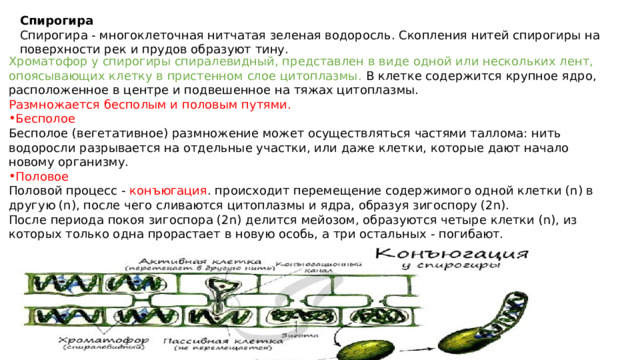 Спирогира Спирогира - многоклеточная нитчатая зеленая водоросль. Скопления нитей спирогиры на поверхности рек и прудов образуют тину. Хроматофор у спирогиры спиралевидный, представлен в виде одной или нескольких лент, опоясывающих клетку в пристенном слое цитоплазмы. В клетке содержится крупное ядро, расположенное в центре и подвешенное на тяжах цитоплазмы. Размножается бесполым и половым путями. Бесполое Бесполое (вегетативное) размножение может осуществляться частями таллома: нить водоросли разрывается на отдельные участки, или даже клетки, которые дают начало новому организму. Половое Половой процесс - конъюгация . происходит перемещение содержимого одной клетки (n) в другую (n), после чего сливаются цитоплазмы и ядра, образуя зигоспору (2n). После периода покоя зигоспора (2n) делится мейозом, образуются четыре клетки (n), из которых только одна прорастает в новую особь, а три остальных - погибают. 