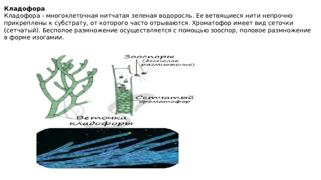 Кладофора Кладофора - многоклеточная нитчатая зеленая водоросль. Ее ветвящиеся нити непрочно прикреплены к субстрату, от которого часто отрываются. Хроматофор имеет вид сеточки (сетчатый). Бесполое размножение осуществляется с помощью зооспор, половое размножение в форме изогамии. 