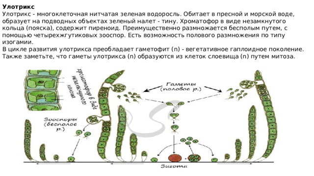 Улотрикс Улотрикс - многоклеточная нитчатая зеленая водоросль. Обитает в пресной и морской воде, образует на подводных объектах зеленый налет - тину. Хроматофор в виде незамкнутого кольца (пояска), содержит пиреноид. Преимущественно размножается бесполым путем, с помощью четырехжгутиковых зооспор. Есть возможность полового размножения по типу изогамии. В цикле развития улотрикса преобладает гаметофит (n) - вегетативное гаплоидное поколение. Также заметьте, что гаметы улотрикса (n) образуются из клеток слоевища (n) путем митоза. 