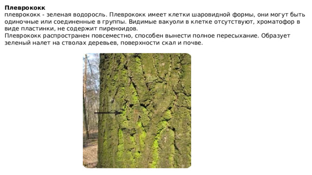 Плеврококк плеврококк - зеленая водоросль. Плеврококк имеет клетки шаровидной формы, они могут быть одиночные или соединенные в группы. Видимые вакуоли в клетке отсутствуют, хроматофор в виде пластинки, не содержит пиреноидов. Плеврококк распространен повсеместно, способен вынести полное пересыхание. Образует зеленый налет на стволах деревьев, поверхности скал и почве. 