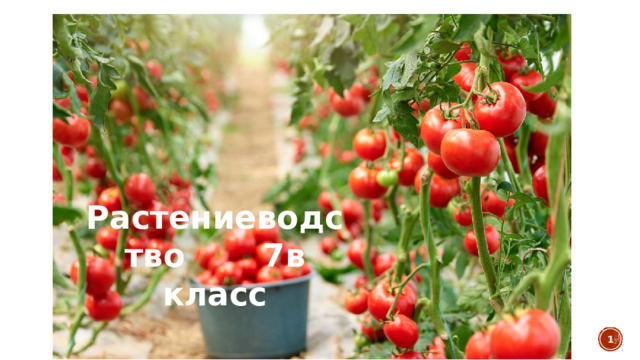 Растениеводство 7в класс   