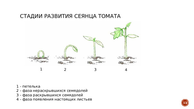 Стадии развития сеянца томата 1 2 3 4 1 - петелька 2 - фаза нераскрывшихся семядолей 3 - фаза раскрывшихся семядолей 4 - фаза появления настоящих листьев   
