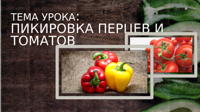 Тема урока :  Пикировка перцев и томатов  