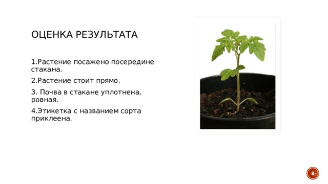 Оценка Результата 1.Растение посажено посередине стакана. 2.Растение стоит прямо. 3. Почва в стакане уплотнена, ровная. 4.Этикетка с названием сорта приклеена.  