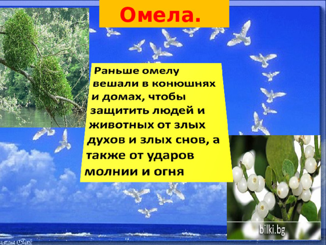Омела. 