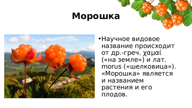 Морошка Научное видовое название происходит от др.-греч. χαμαί («на земле») и лат. morus («шелковица»). «Морошка» является и названием растения и его плодов. 