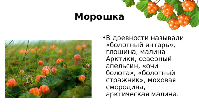 Морошка В древности называли «болотный янтарь», глошина, малина Арктики, северный апельсин, «очи болота», «болотный стражник», моховая смородина, арктическая малина. 