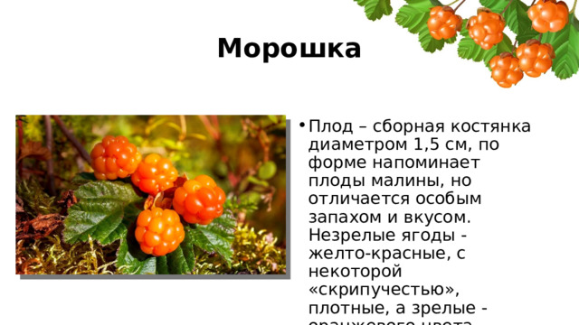 Морошка Плод – сборная костянка диаметром 1,5 см, по форме напоминает плоды малины, но отличается особым запахом и вкусом. Незрелые ягоды - желто-красные, с некоторой «скрипучестью», плотные, а зрелые - оранжевого цвета, - августе. 