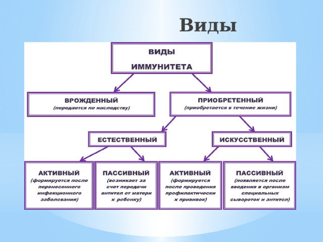 Виды иммунитета 