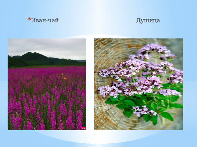 Иван-чай Душица 