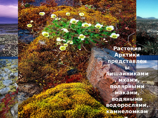 РАСТИТЕЛЬНЫЙ МИР Растения Арктики представлены лишайниками, мхами, полярными маками, водяными водорослями, камнеломками. 
