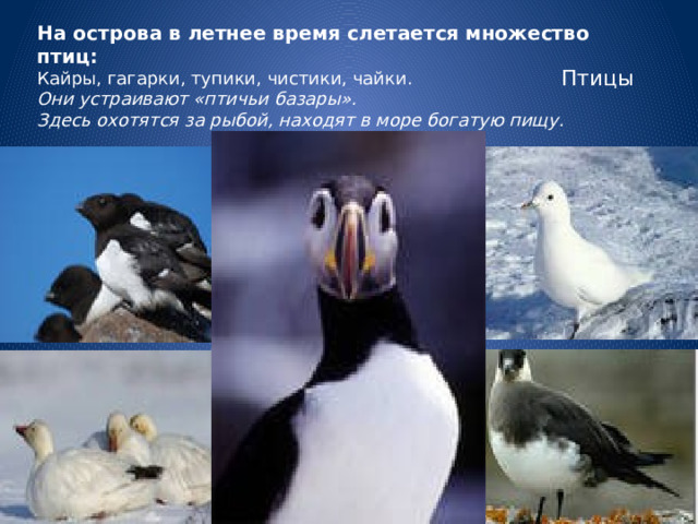 На острова в летнее время слетается множество птиц: Кайры, гагарки, тупики, чистики, чайки. Они устраивают «птичьи базары». Здесь охотятся за рыбой, находят в море богатую пищу.  Птицы 