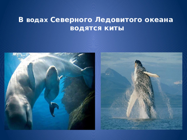 В водах Северного Ледовитого океана  водятся киты 