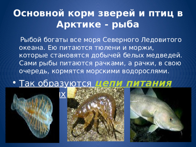 Основной корм зверей и птиц в Арктике - рыба  Рыбой богаты все моря Северного Ледовитого океана. Ею питаются тюлени и моржи, которые становятся добычей белых медведей. Сами рыбы питаются рачками, а рачки, в свою очередь, кормятся морскими водорослями. Так образуются цепи питания животных 