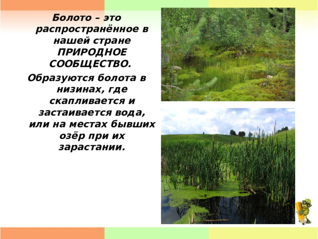 Болото – это распространённое в нашей стране ПРИРОДНОЕ СООБЩЕСТВО. Образуются болота в низинах, где скапливается и застаивается вода, или на местах бывших озёр при их зарастании. 
