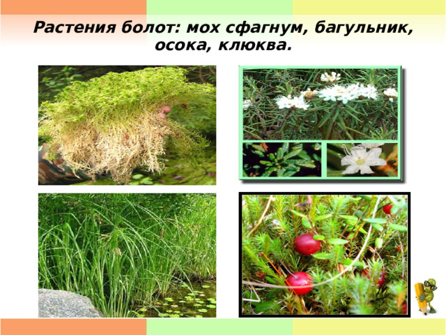Растения болот: мох сфагнум, багульник, осока, клюква. 