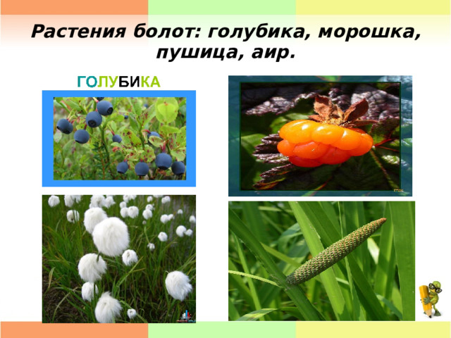 Растения болот: голубика, морошка, пушица, аир. 