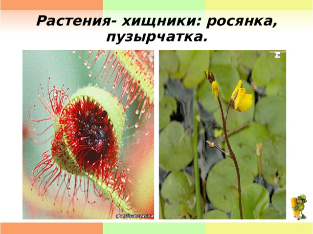 Растения- хищники: росянка, пузырчатка. 