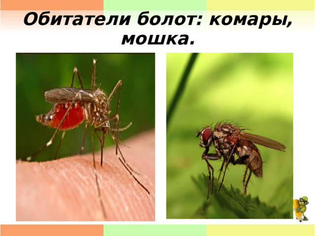Обитатели болот: комары, мошка. 