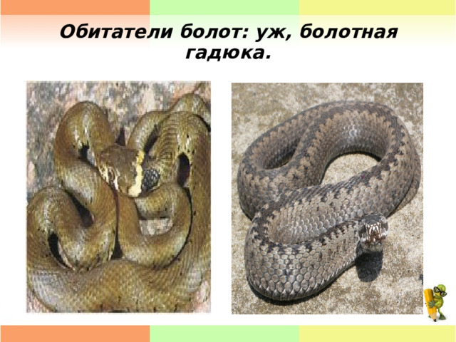 Обитатели болот: уж, болотная гадюка. 