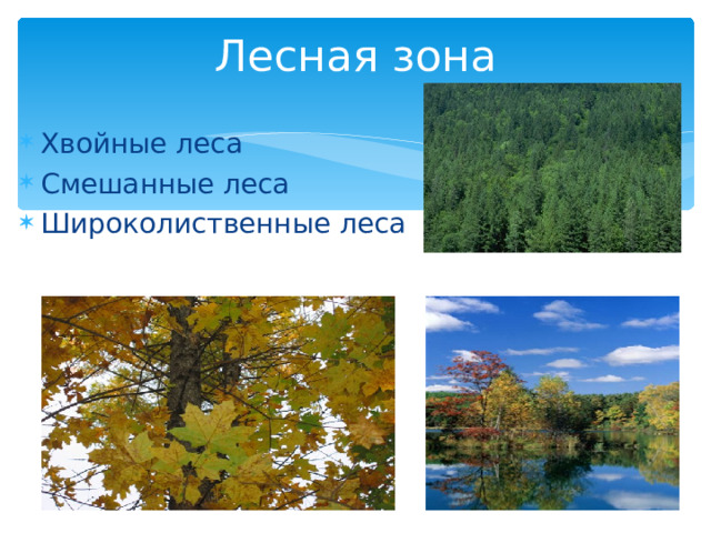 Лесная зона Хвойные леса Смешанные леса Широколиственные леса 