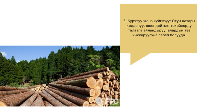 3. Бурчтуу жана күйгүзүү: Отун катары колдонуу, ошондой эле токойлорду талаага айландыруу, алардын тез кыскаруусуна себеп болууда. 