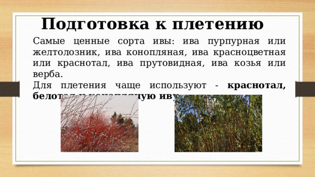 Подготовка к плетению Самые ценные сорта ивы: ива пурпурная или желтолозник, ива конопляная, ива красноцветная или краснотал, ива прутовидная, ива козья или верба. Для плетения чаще используют - краснотал, белотал и конопляную иву. 