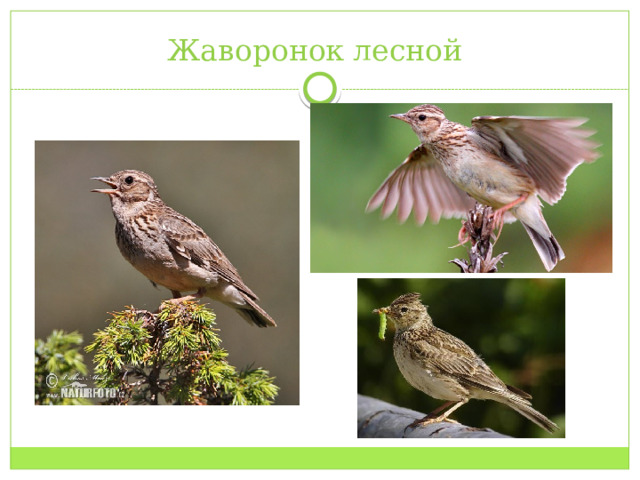 Жаворонок лесной 