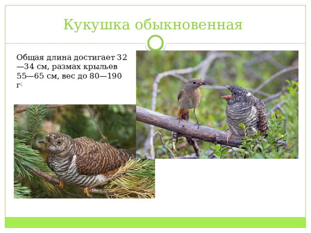 Кукушка обыкновенная Общая длина достигает 32—34 см, размах крыльев 55—65 см, вес до 80—190 г [ 