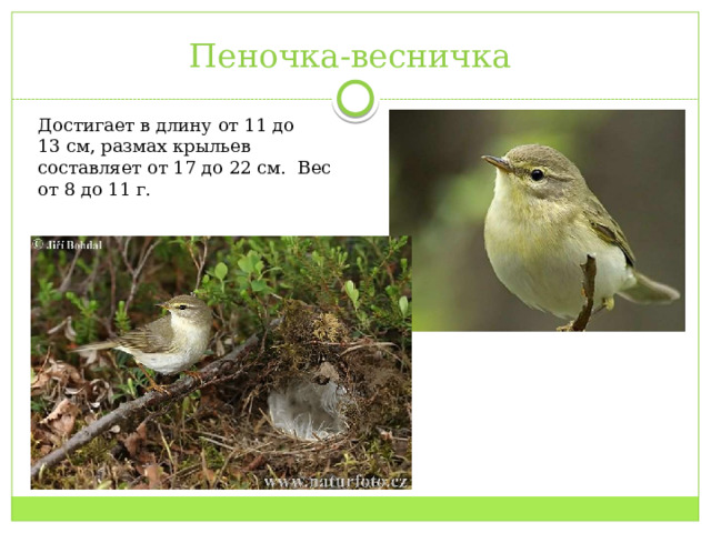 Пеночка-весничка Достигает в длину от 11 до 13 см, размах крыльев составляет от 17 до 22 см. Вес от 8 до 11 г.  