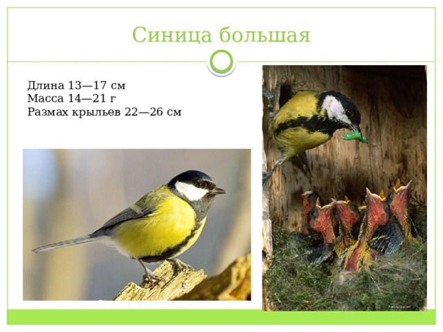 Синица большая Длина 13—17 см Масса 14—21 г Размах крыльев 22—26 см 