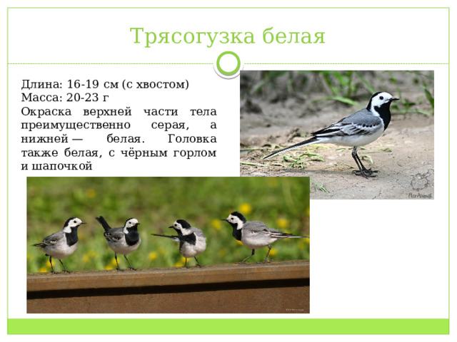 Трясогузка белая Длина: 16-19 см (с хвостом) Масса: 20-23 г Окраска верхней части тела преимущественно серая, а нижней — белая. Головка также белая, с чёрным горлом и шапочкой 
