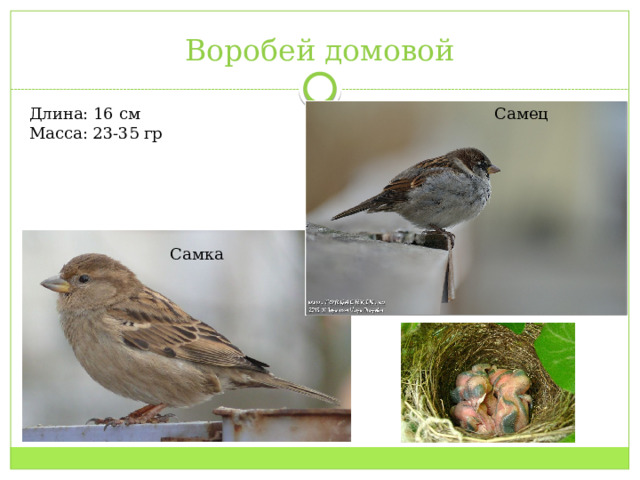Воробей домовой Длина: 16 см Самец Масса: 23-35 гр Самка 