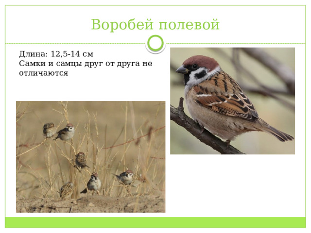 Воробей полевой Длина: 12,5-14 см Самки и самцы друг от друга не отличаются 