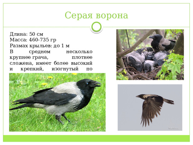 Серая ворона Длина: 50 см Масса: 460-735 гр Размах крыльев: до 1 м В среднем несколько крупнее грача, плотнее сложена, имеет более высокий и крепкий, изогнутый по коньку клюв. 