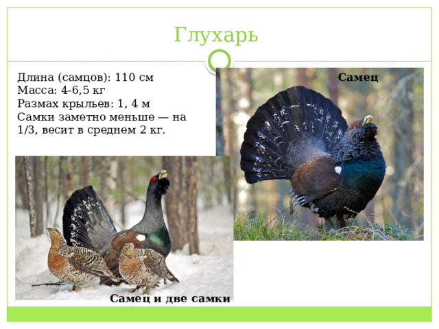 Глухарь Самец Длина (самцов): 110 см Масса: 4-6,5 кг Размах крыльев: 1, 4 м Самки заметно меньше — на 1/3, весит в среднем 2 кг.  Самец и две самки 