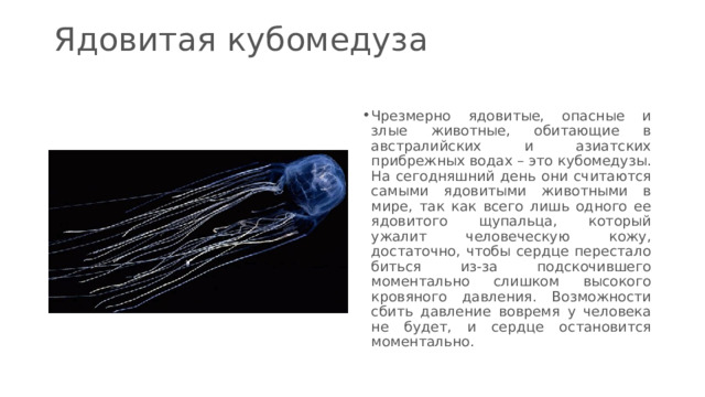 Ядовитая кубомедуза   Чрезмерно ядовитые, опасные и злые животные, обитающие в австралийских и азиатских прибрежных водах – это кубомедузы. На сегодняшний день они считаются самыми ядовитыми животными в мире, так как всего лишь одного ее ядовитого щупальца, который ужалит человеческую кожу, достаточно, чтобы сердце перестало биться из-за подскочившего моментально слишком высокого кровяного давления. Возможности сбить давление вовремя у человека не будет, и сердце остановится моментально. 