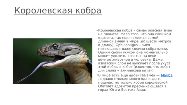 Королевская кобра   Королевская кобра – самая опасная змея на планете. Мало того, что она слишком ядовита, так еще является самой длинной змеей в мире (до шести метров в длину). Ophiophagus – змея питающаяся даже своими собратьями. Одним своим укусом она моментально может уложить «спать» на веки — вечные животное и человека. Даже азиатский слон не выживет после укуса этой кобры в хобот (известно, что хобот для слона « ахиллесова пята»). В мире есть еще ядовитее змея —  Мамба , однако столько много яда выдать подвластно только кобре королевской. Обитает ядовитое пресмыкающееся в горах Юга и Востока Азии. 