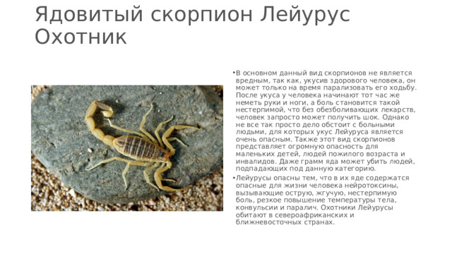 Ядовитый скорпион Лейурус Охотник   В основном данный вид скорпионов не является вредным, так как, укусив здорового человека, он может только на время парализовать его ходьбу. После укуса у человека начинают тот час же неметь руки и ноги, а боль становится такой нестерпимой, что без обезболивающих лекарств, человек запросто может получить шок. Однако не все так просто дело обстоит с больными людьми, для которых укус Лейуруса является очень опасным. Также этот вид скорпионов представляет огромную опасность для маленьких детей, людей пожилого возраста и инвалидов. Даже грамм яда может убить людей, подпадающих под данную категорию. Лейурусы опасны тем, что в их яде содержатся опасные для жизни человека нейротоксины, вызывающие острую, жгучую, нестерпимую боль, резкое повышение температуры тела, конвульсии и паралич. Охотники Лейурусы обитают в североафриканских и ближневосточных странах. 